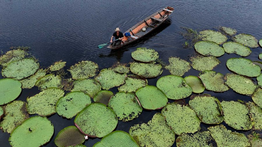 Fotogaleria un hombre navegando en canoa junto a plantas de Victoria amazonica en la comunidad ribereña de São Sebastião, en Amazonas, Brasil