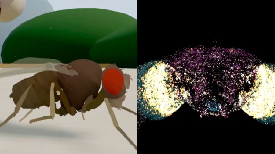 Científicos clonaron el cerebro de una mosca y lo cargaron a un simulador digital