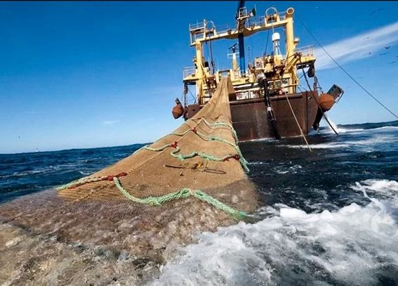¿Porqué prohibieron la pesca de merluza?