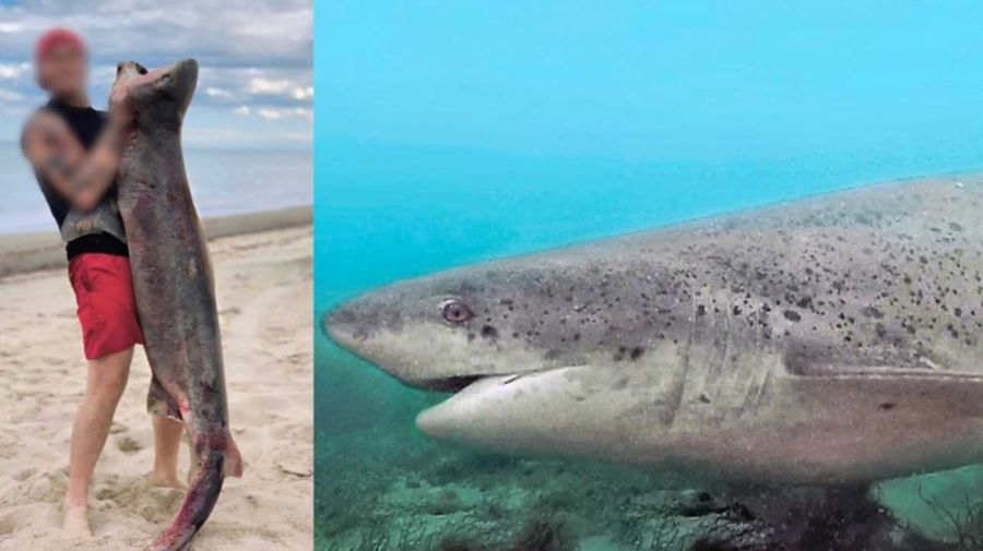 1803_tiburon_denuncia