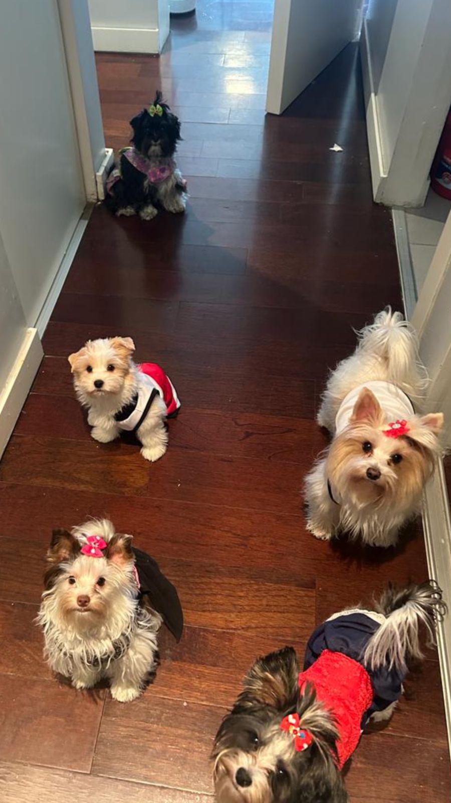 Los looks de las mascotas de Evangelina Anderson