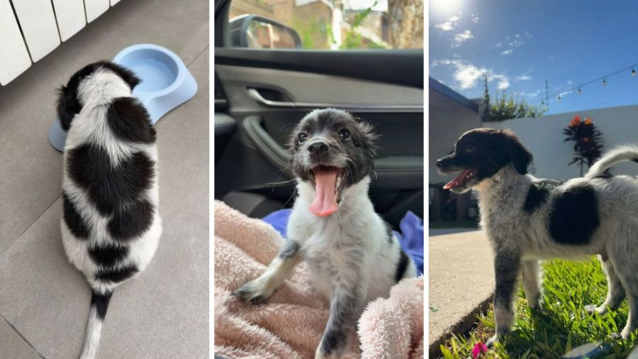 Brenda Gandini adoptó un perrito y lo presentó en redes