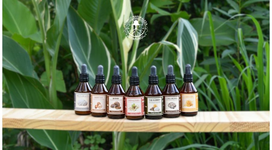 Hongos medicinales: El nuevo puente entre la medicina ancestral y la salud integrativa