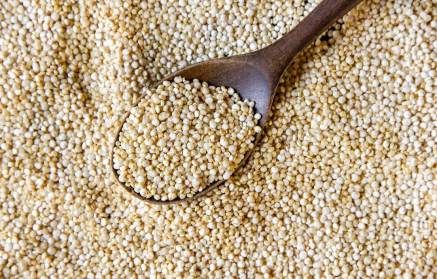 semilla de quinua 