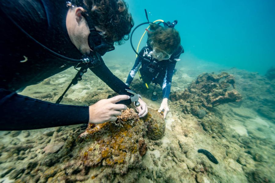Coral Gardeners y Sylvia Earle 