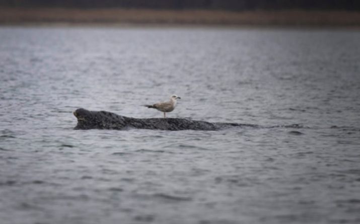 La ballena varada en bancos de arena en el Báltico: tendría pocas chances de sobrevivir.