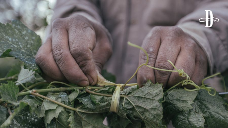 Bodega El Bayeh en Delirio