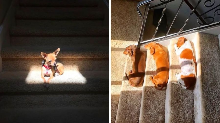 Así es la casa de Mario Massaccesi