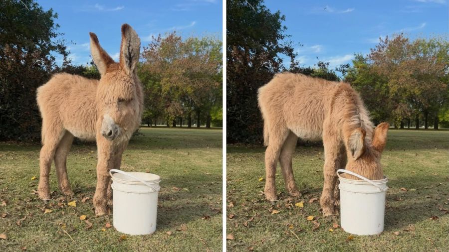 Olga, la nueva mascota de María Vázquez