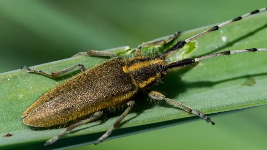 La enfermedad de Chagas o tripanosomiasis americana