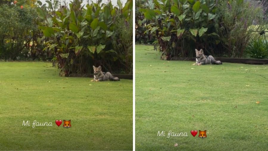 Perro-Lobo de María Vázquez