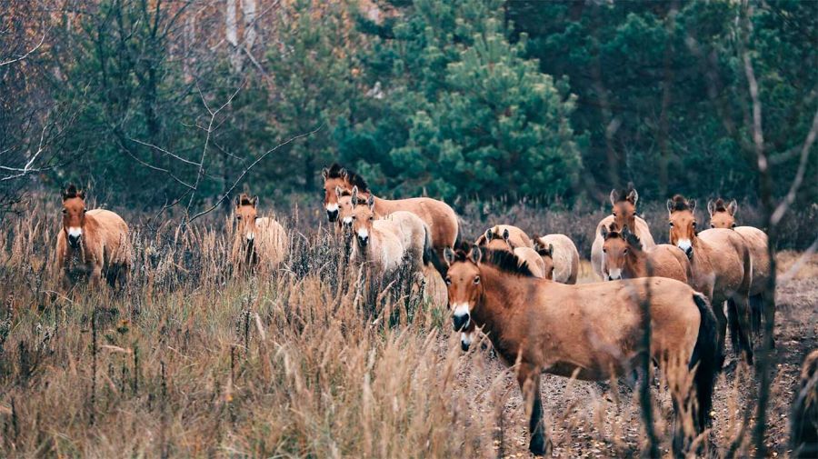 Caballos Salvajes en Chernóbil 16042026 