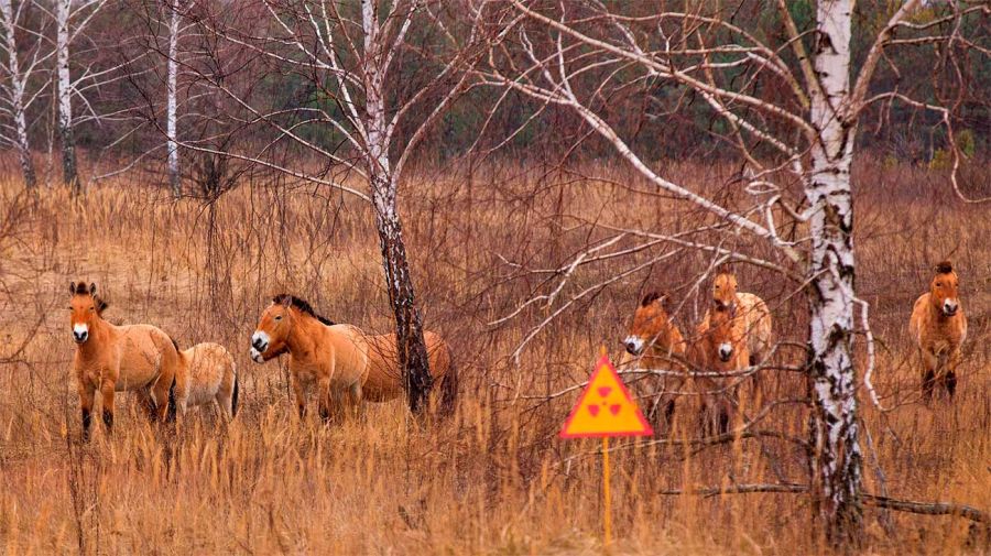 Caballos Salvajes en Chernóbil 16042026 