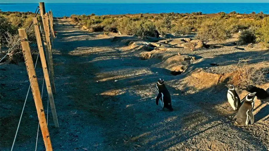 Caso Pingüinos de Punta Tombo