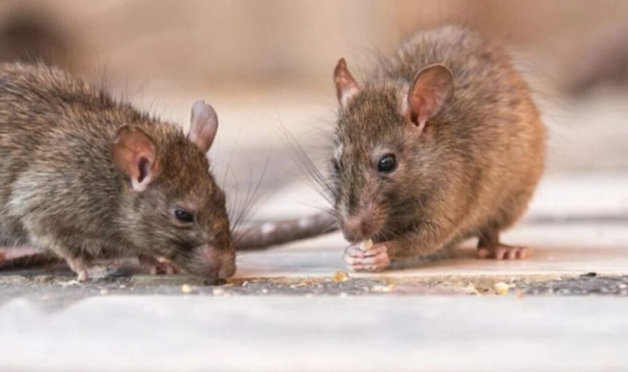 Hantavirus: advierten por la falta de investigaciones.
