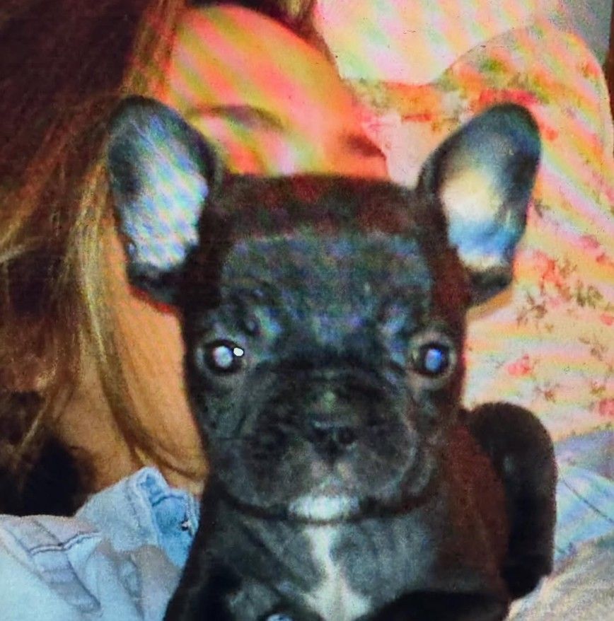 Moro, el perro de Paula y Pedro