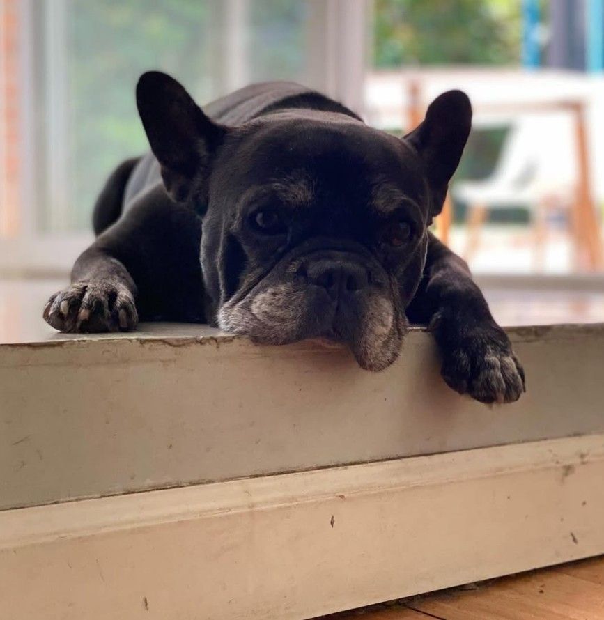 Moro, el perro de Paula y Pedro