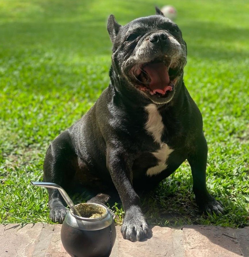 Moro, el perro de Paula y Pedro