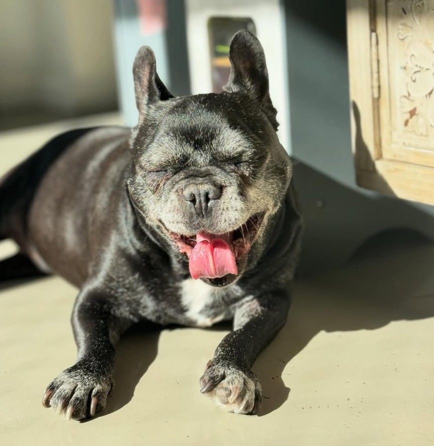 Moro, el perro de Paula y Pedro