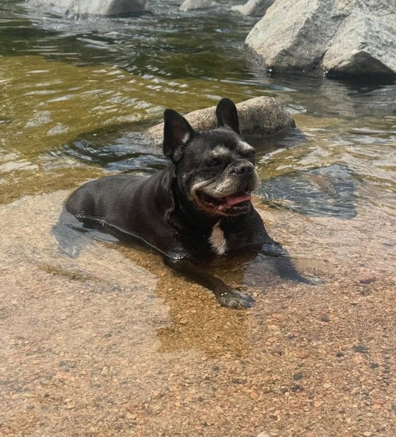Moro, el perro de Paula y Pedro