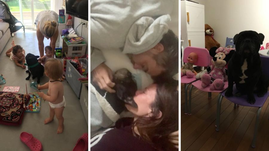 Paula Chaves recordó a Moro, su bulldog francés