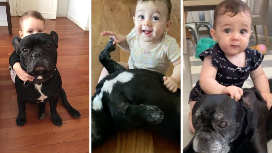 Paula Chaves recordó a Moro, su bulldog francés