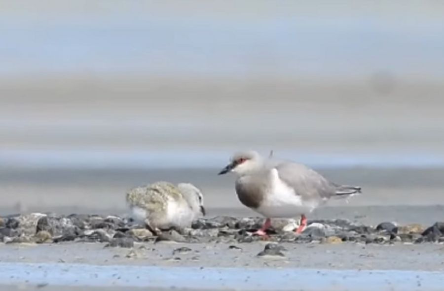 2404_chorlito ceniciento