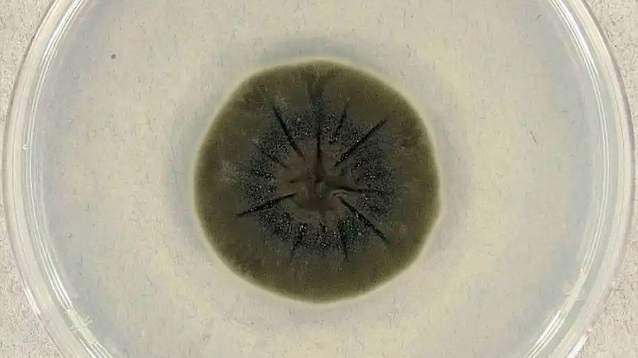 Ladosporium Sphaerospermum: Hongo negro de Chernobyl 24042026