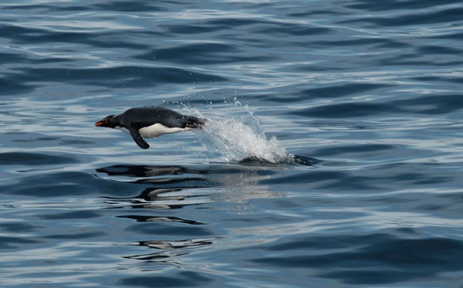 Pinguinos_arg