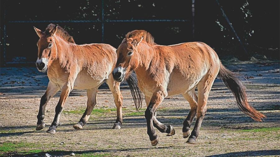 Los caballos Przewalski, en Chernobyl 26042026