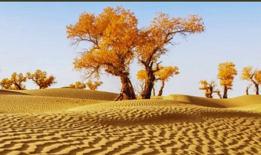 2704_desierto de Taklamakán