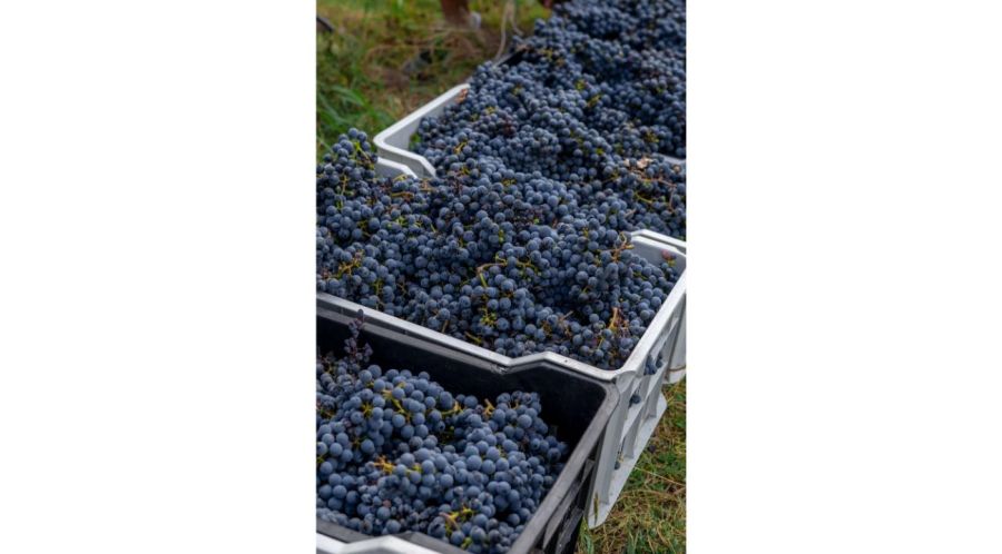 Vitis Boutique: El sueño de nuestro vino