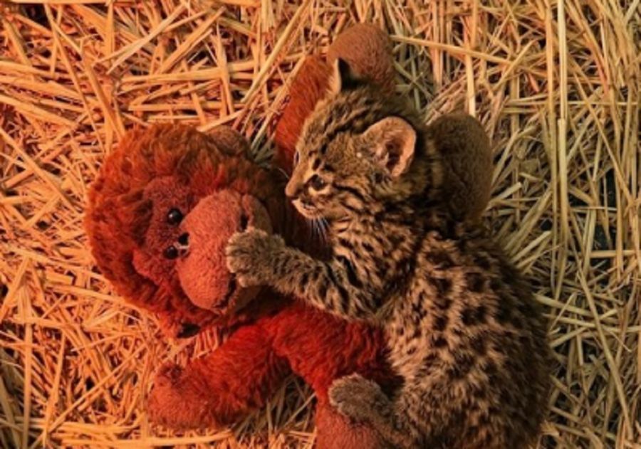 2904_dìa del animal