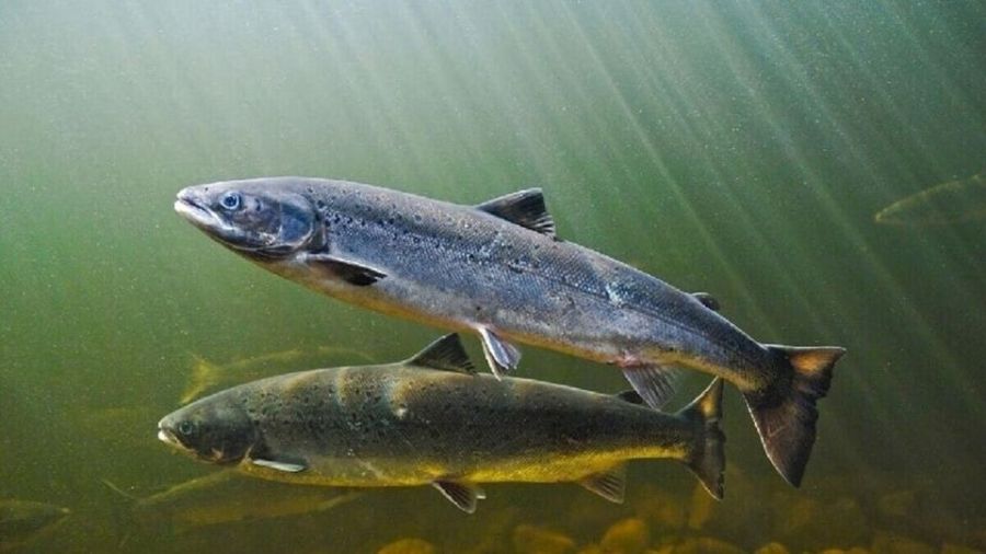2904_salmón