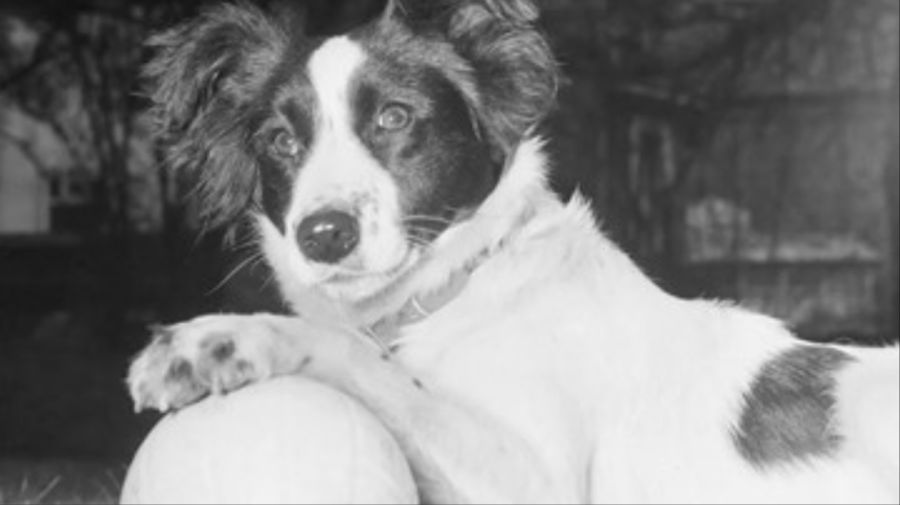 El misterio de la Jules Rimet y el hallazgo fortuito del perro Pickles en Londres