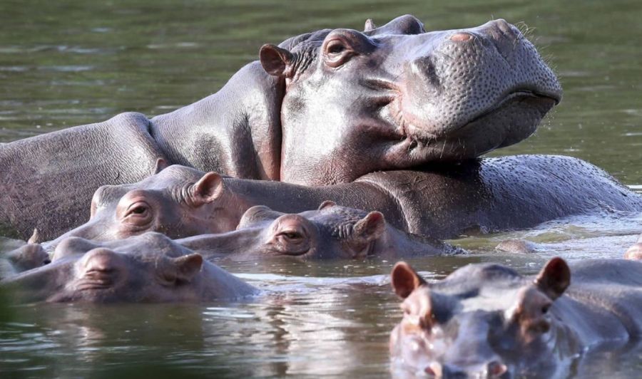  hipopótamos en Colombia