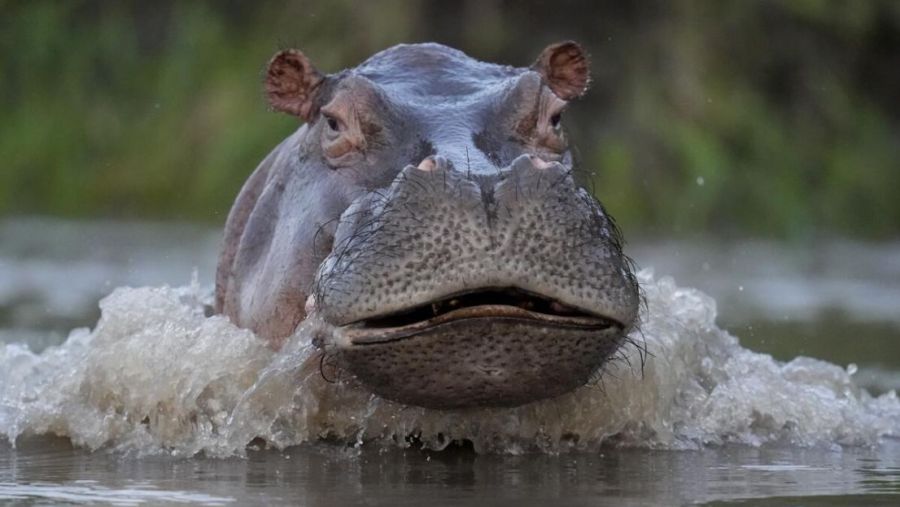  hipopótamos en Colombia