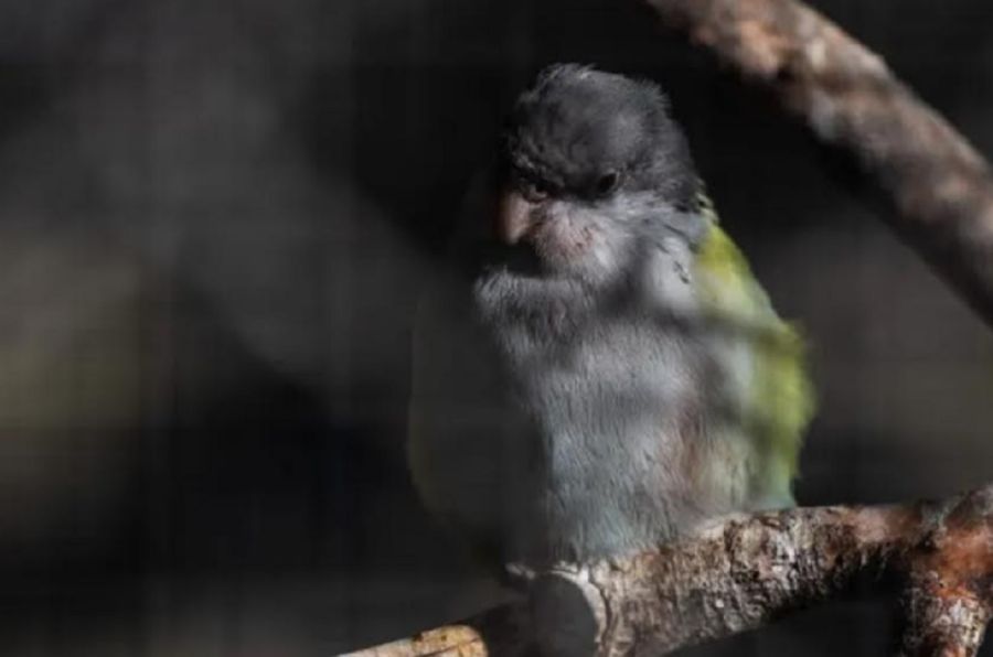 0605_aves