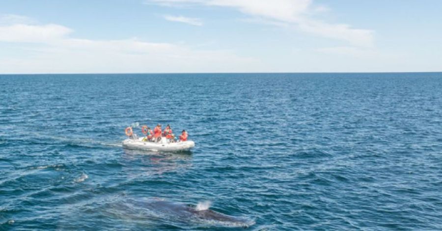 0705_ballena popa