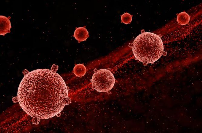 globulos rojos