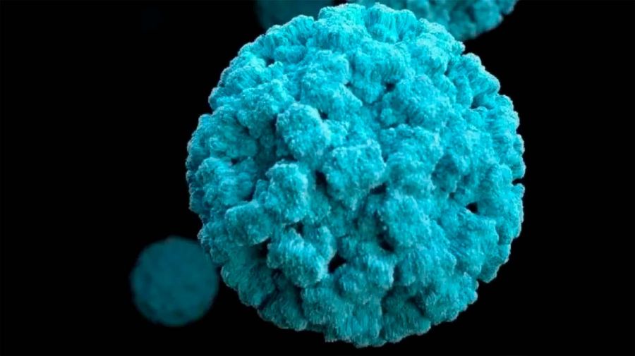 Norovirus 10052026