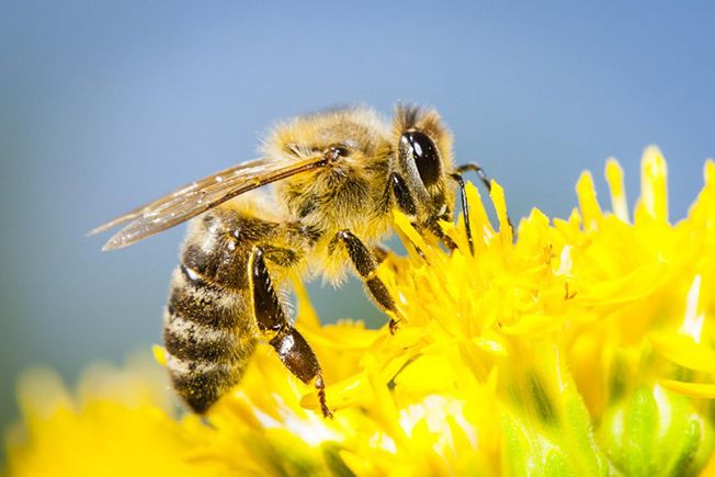 Abeja