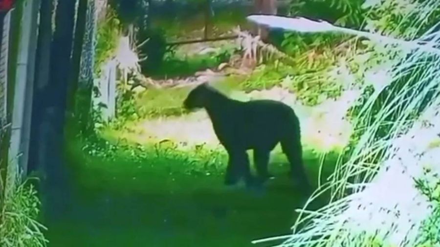 Alarma por un puma suelto en Escobar