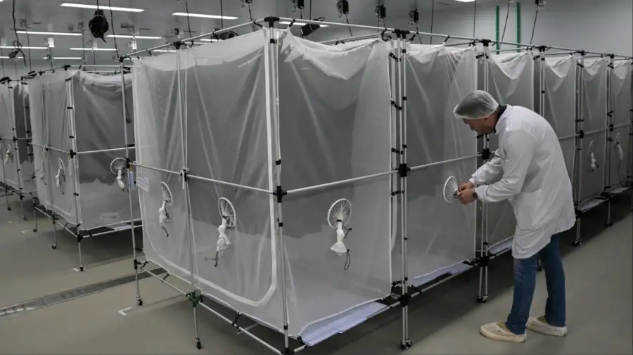 Brasil desplegó mosquitos con Wolbachia