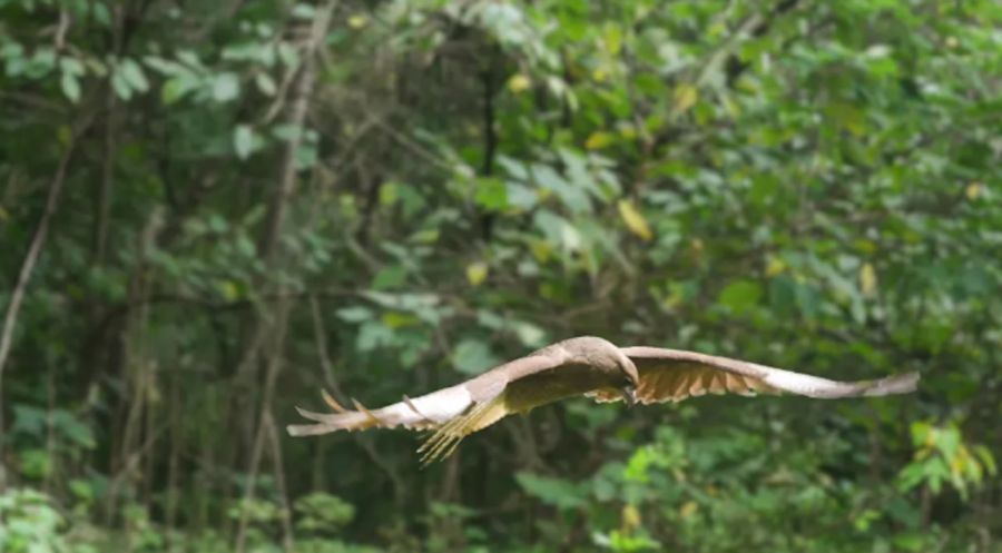 1305_AVES RAPACES