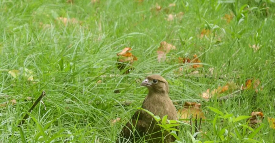 1305_aves rapaces