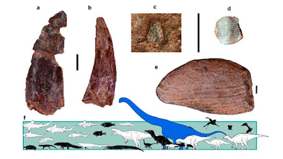 Dinosaurio Nagatitan chaiyaphumensis 15052026