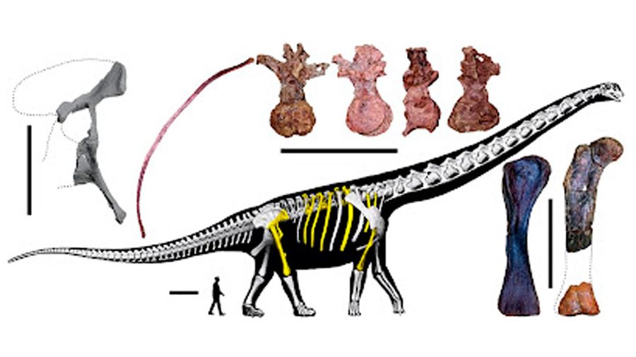 Dinosaurio Nagatitan chaiyaphumensis 15052026