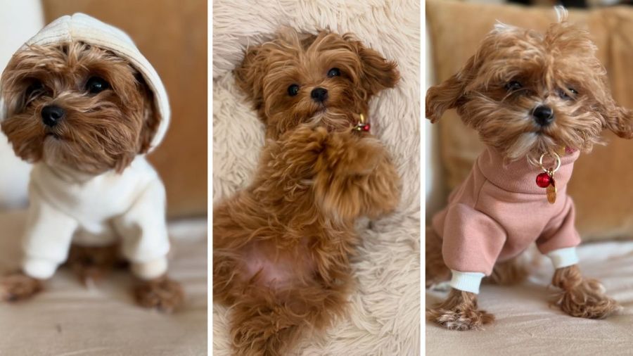 La mascota de Barbie Simons
