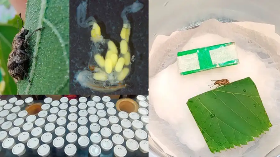 Mecanismo bacteriano que activa la reproducción asexual de plagas agrícolas